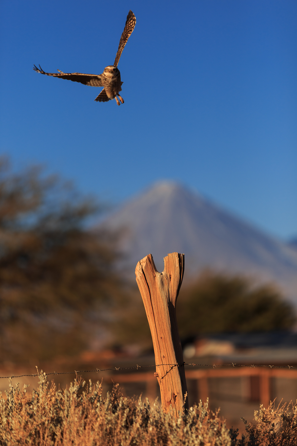 BLOG, NATURALEZA